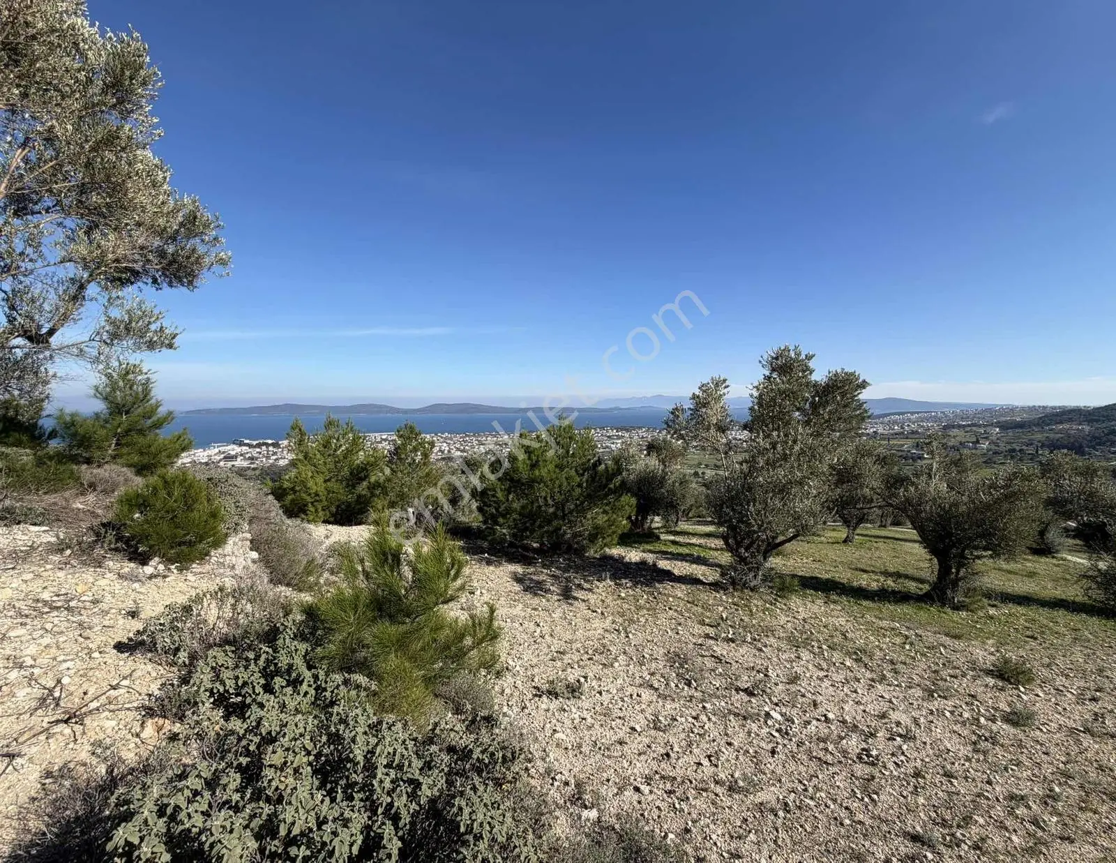 Mordoğan'da Deniz Manzaralı 7.866 M2 Zeytinlik — fotoğraf 15