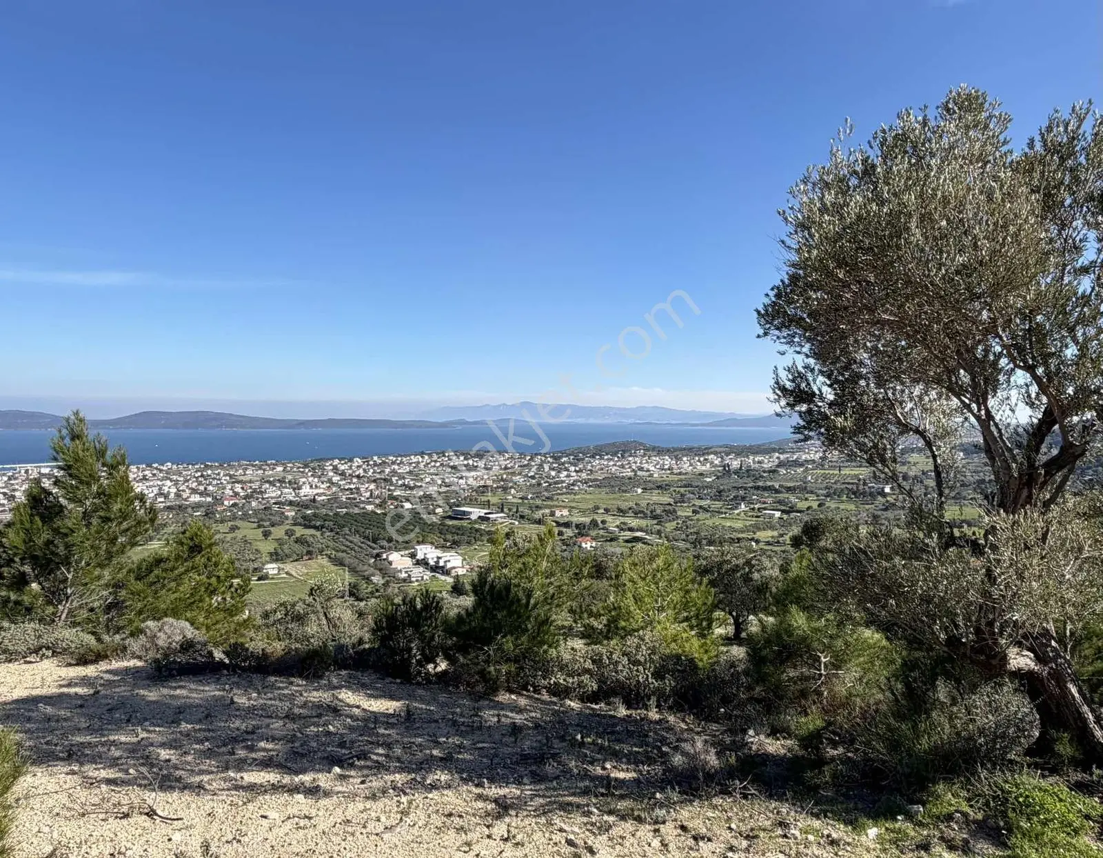 Mordoğan'da Deniz Manzaralı 7.866 M2 Zeytinlik — fotoğraf 16