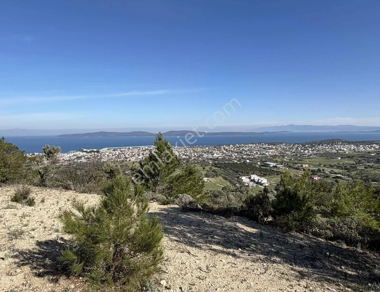 Mordoğan'da Deniz Manzaralı 7.866 M2 Zeytinlik — fotoğraf 17