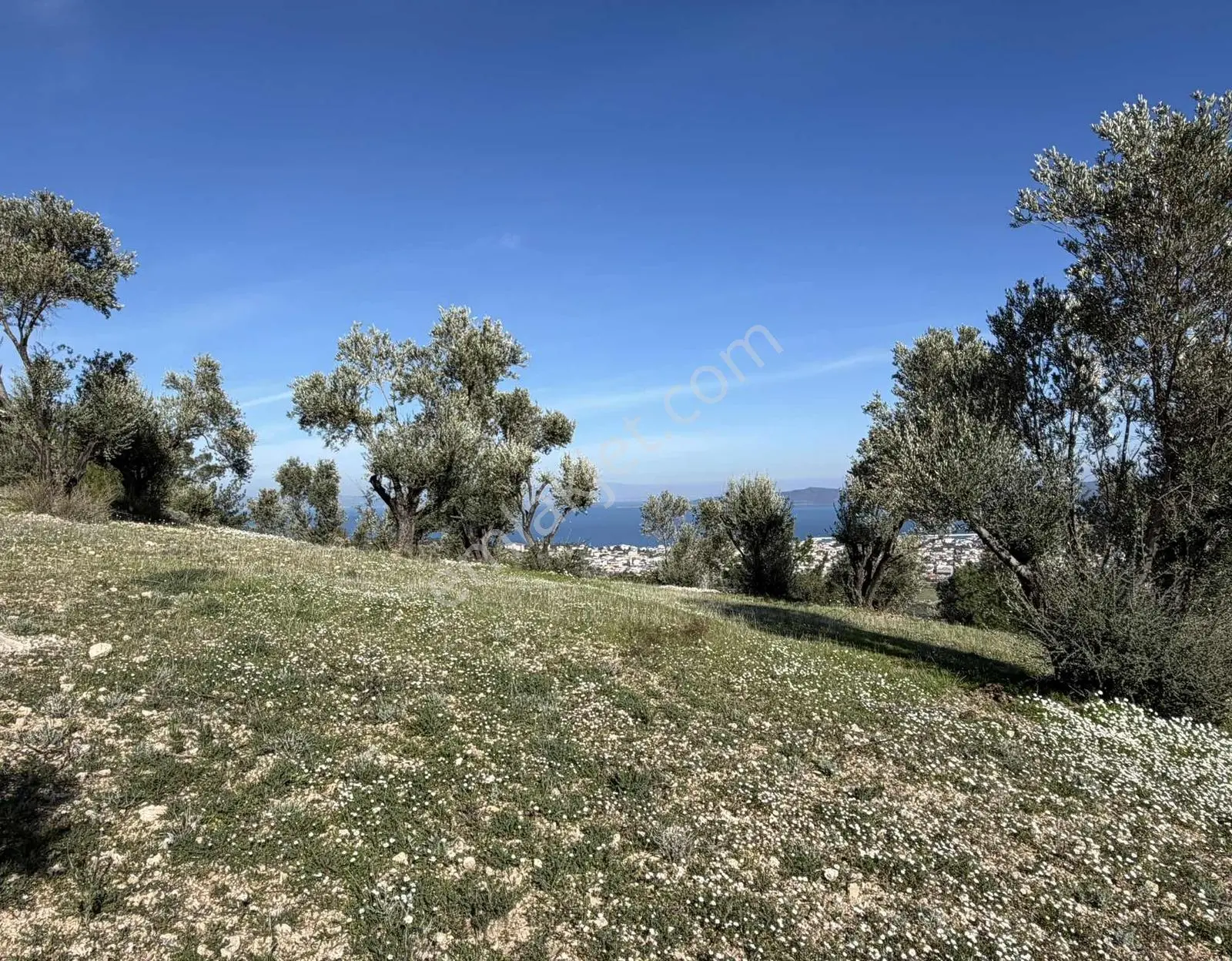 Mordoğan'da Deniz Manzaralı 7.866 M2 Zeytinlik — fotoğraf 18