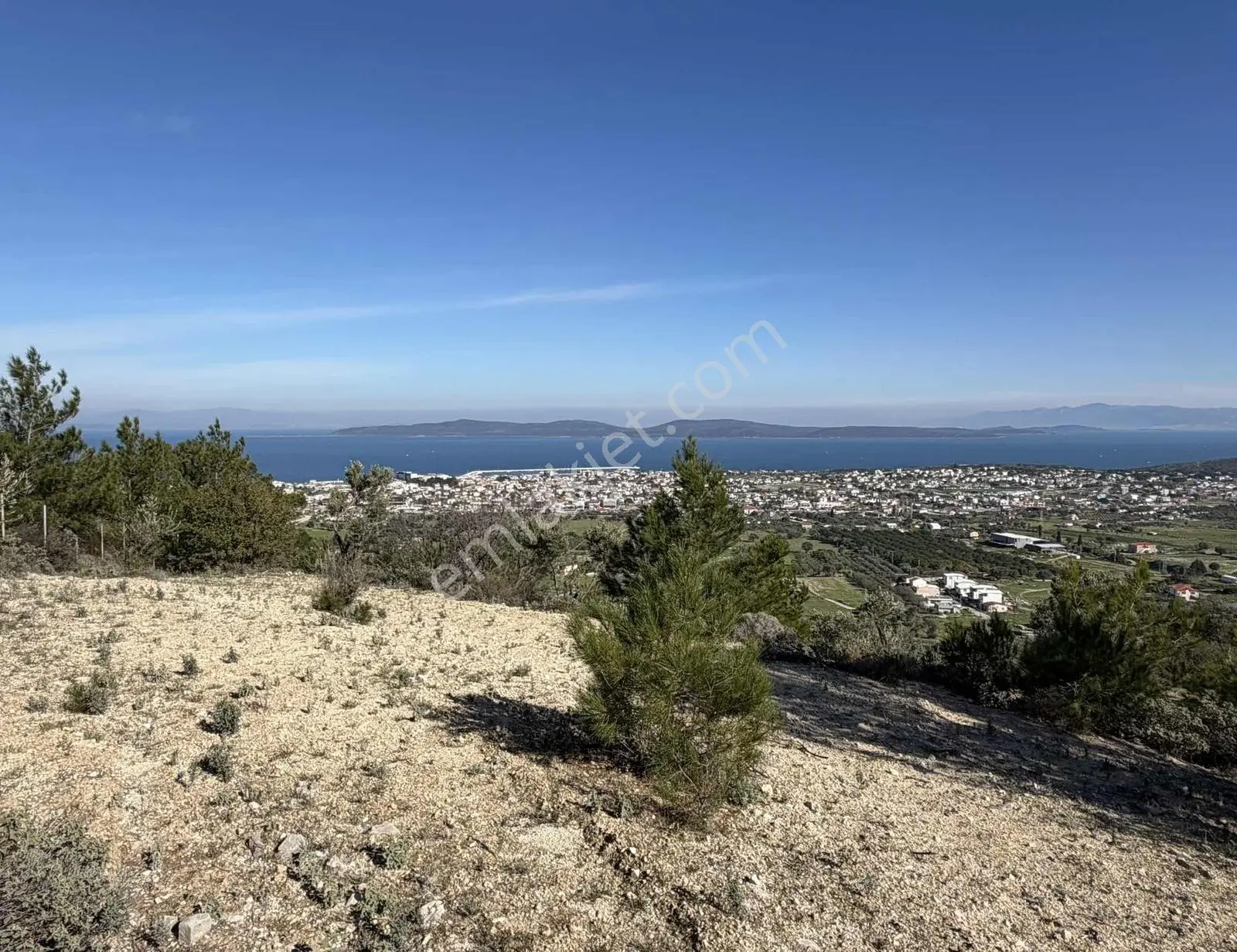 Mordoğan'da Deniz Manzaralı 7.866 M2 Zeytinlik — fotoğraf 19