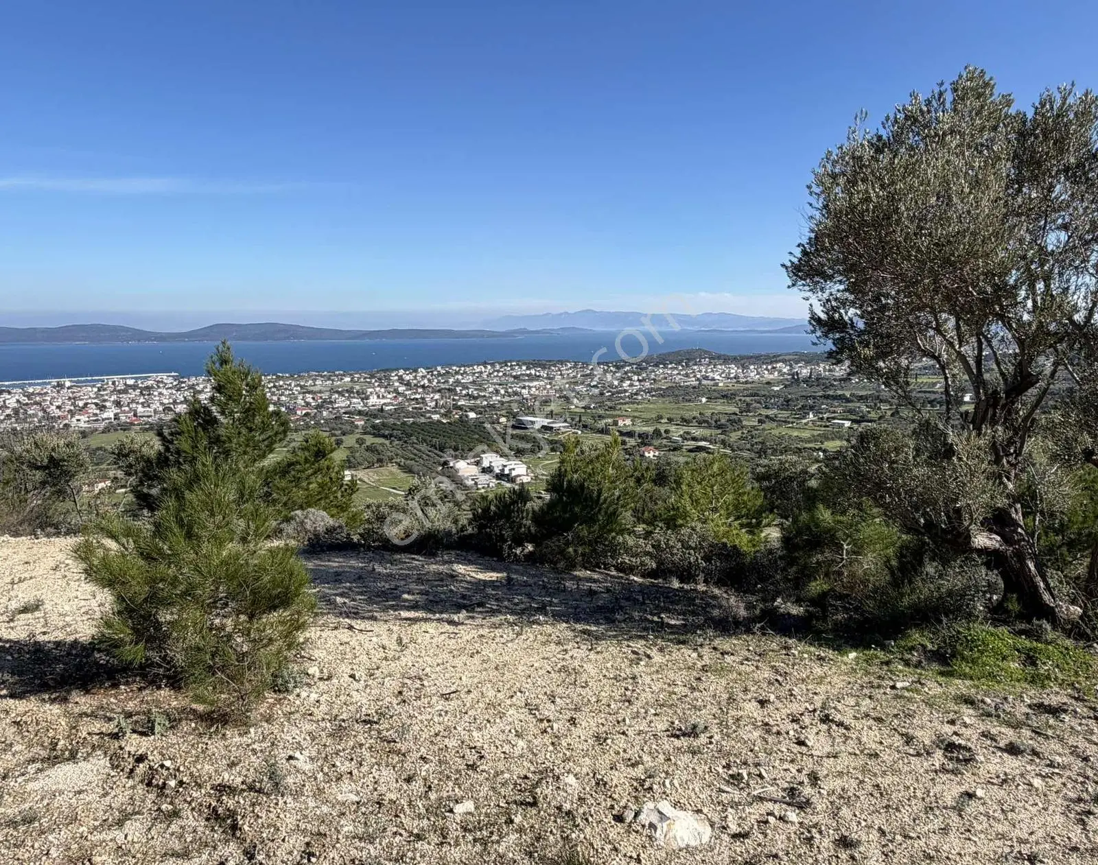 Mordoğan'da Deniz Manzaralı 7.866 M2 Zeytinlik — fotoğraf 20