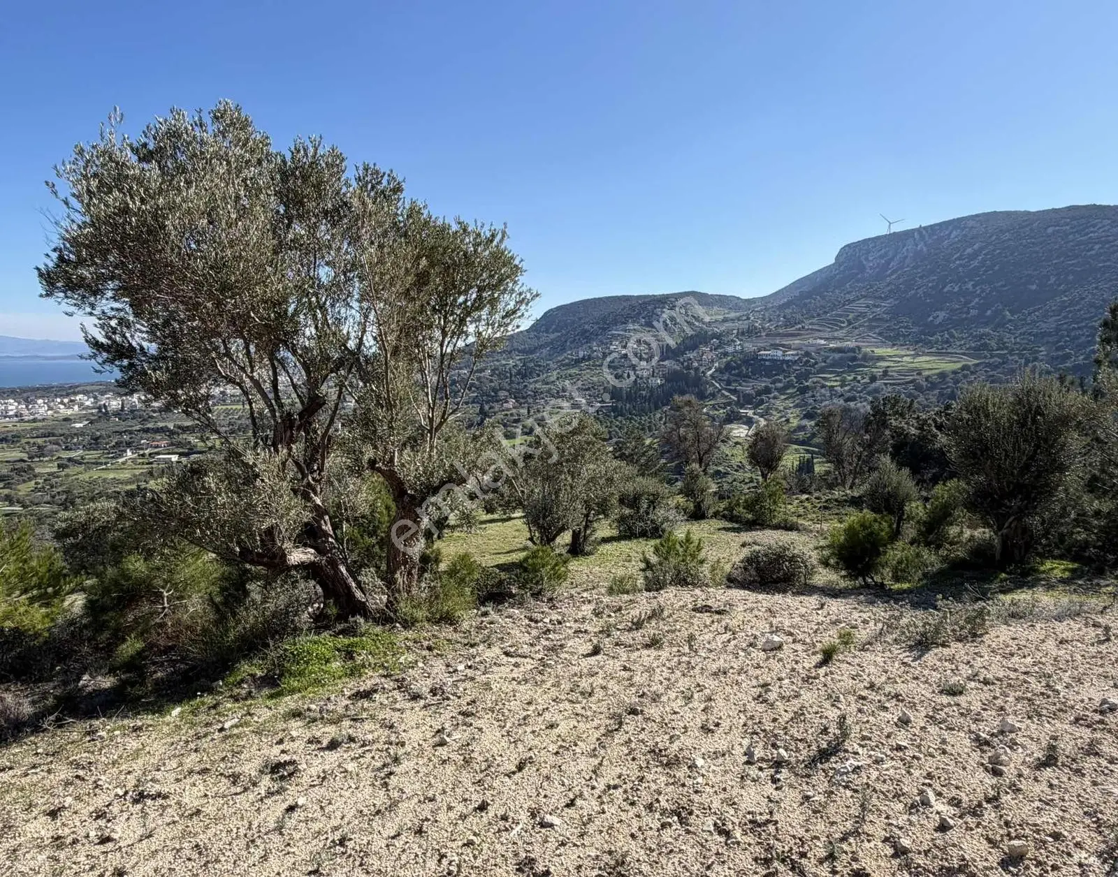 Mordoğan'da Deniz Manzaralı 7.866 M2 Zeytinlik — fotoğraf 21