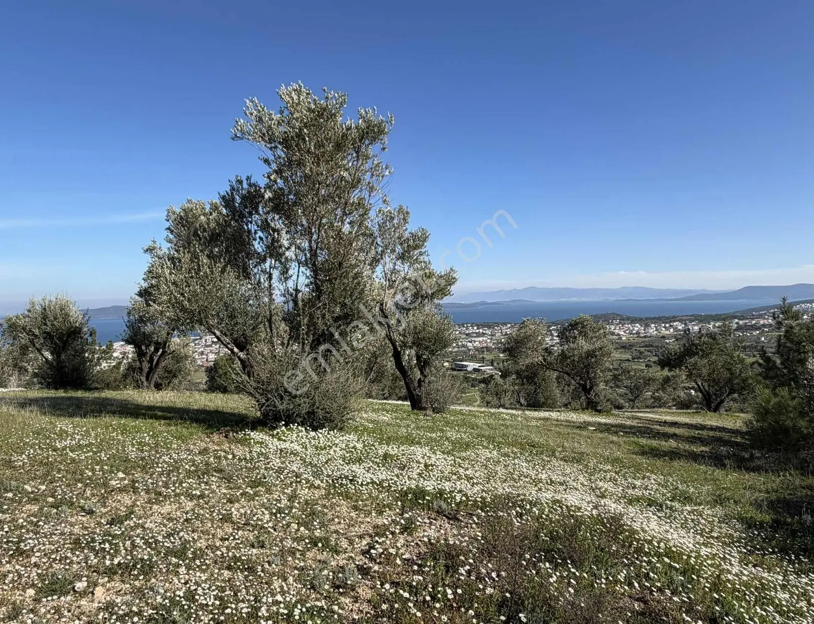 Mordoğan'da Deniz Manzaralı 7.866 M2 Zeytinlik — fotoğraf 22