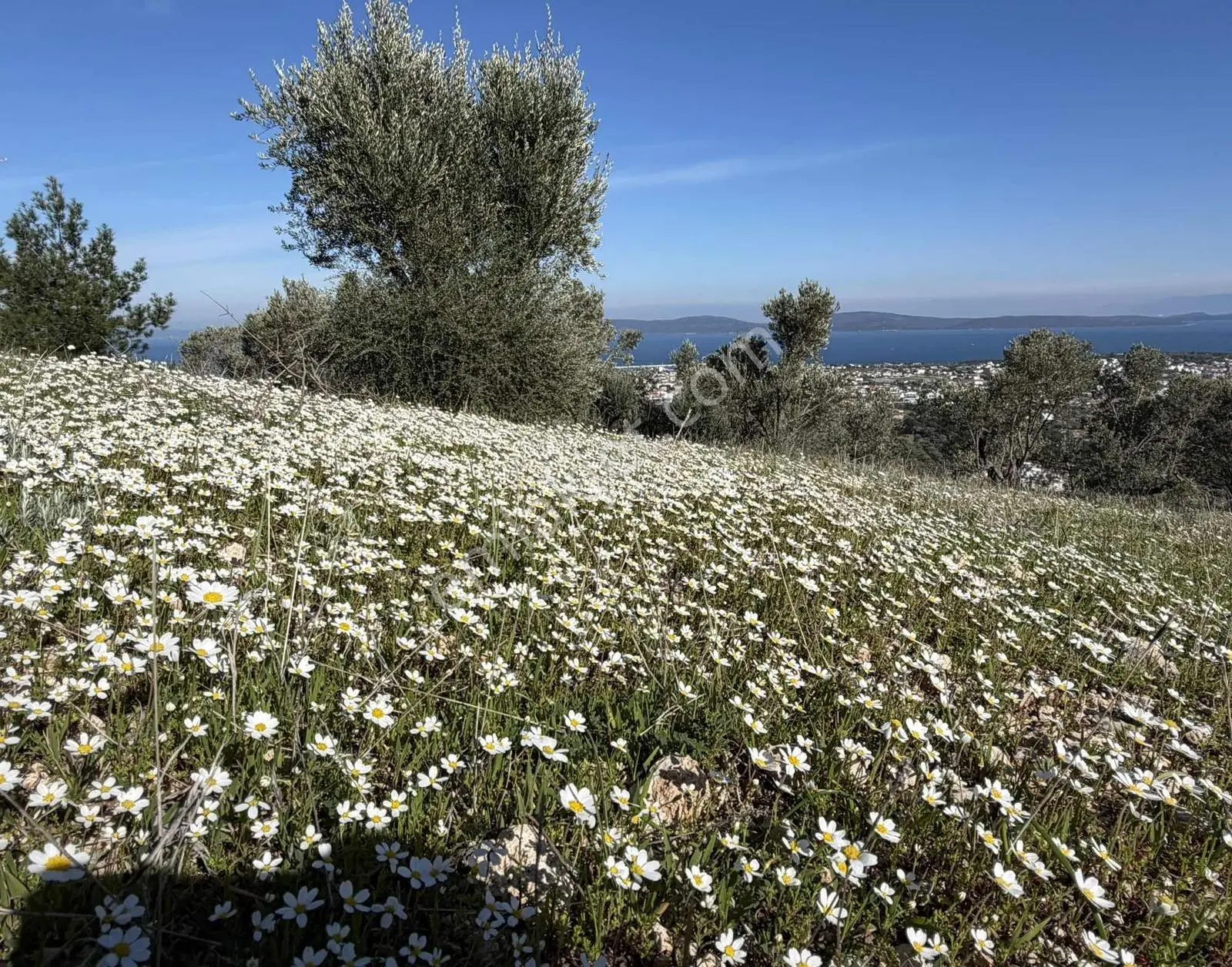 Mordoğan'da Deniz Manzaralı 7.866 M2 Zeytinlik — fotoğraf 23