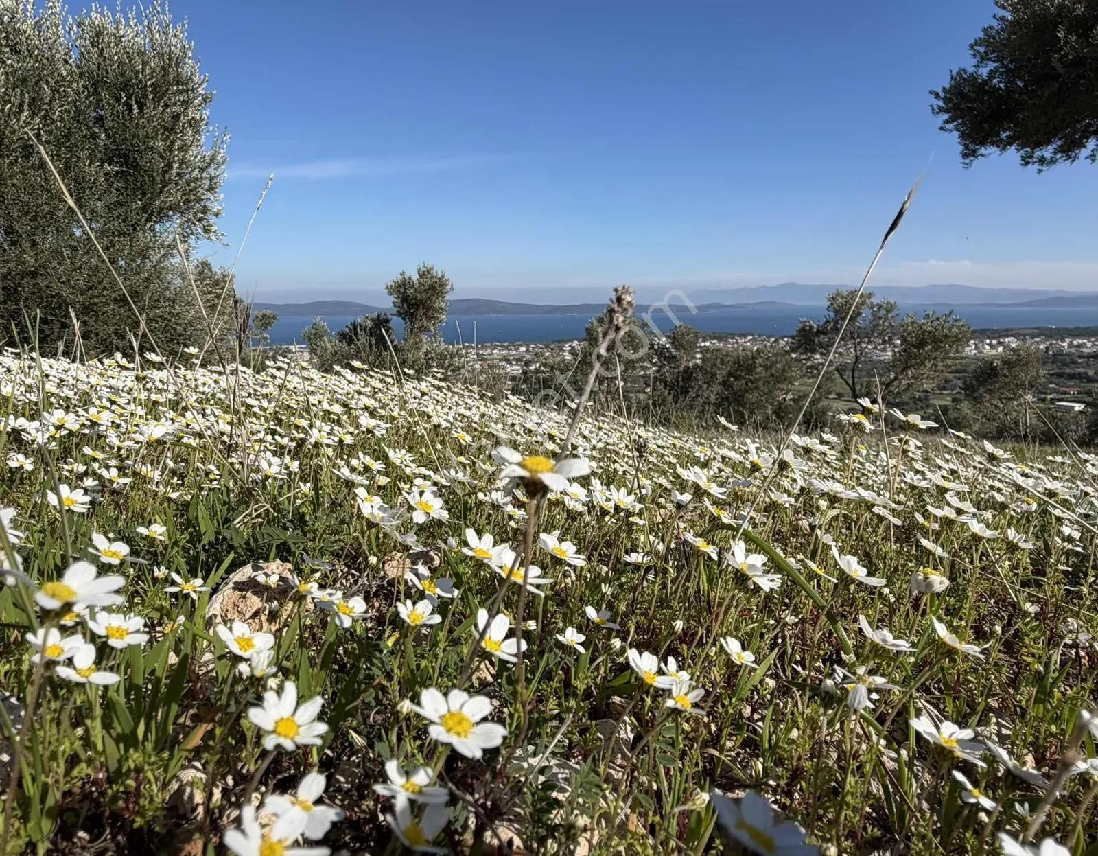 Mordoğan'da Deniz Manzaralı 7.866 M2 Zeytinlik — fotoğraf 24