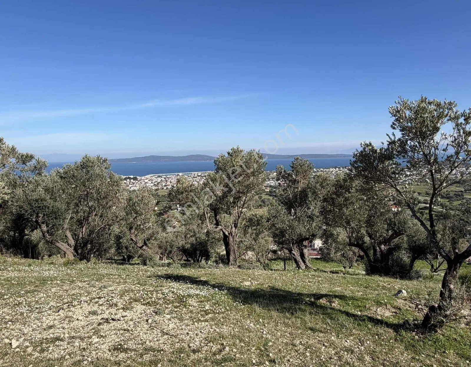 Mordoğan'da Deniz Manzaralı 7.866 M2 Zeytinlik — fotoğraf 25