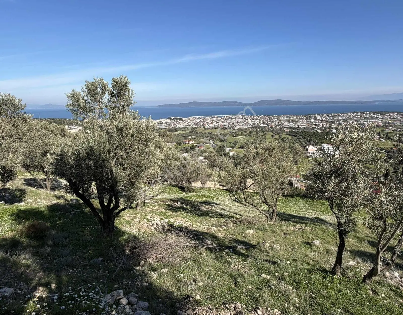 Mordoğan'da Deniz Manzaralı 7.866 M2 Zeytinlik — fotoğraf 26