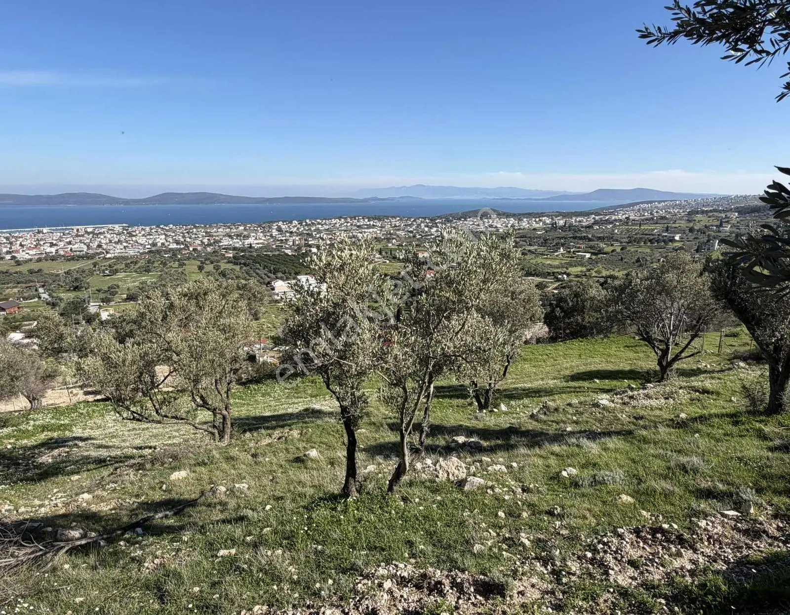 Mordoğan'da Deniz Manzaralı 7.866 M2 Zeytinlik — fotoğraf 27