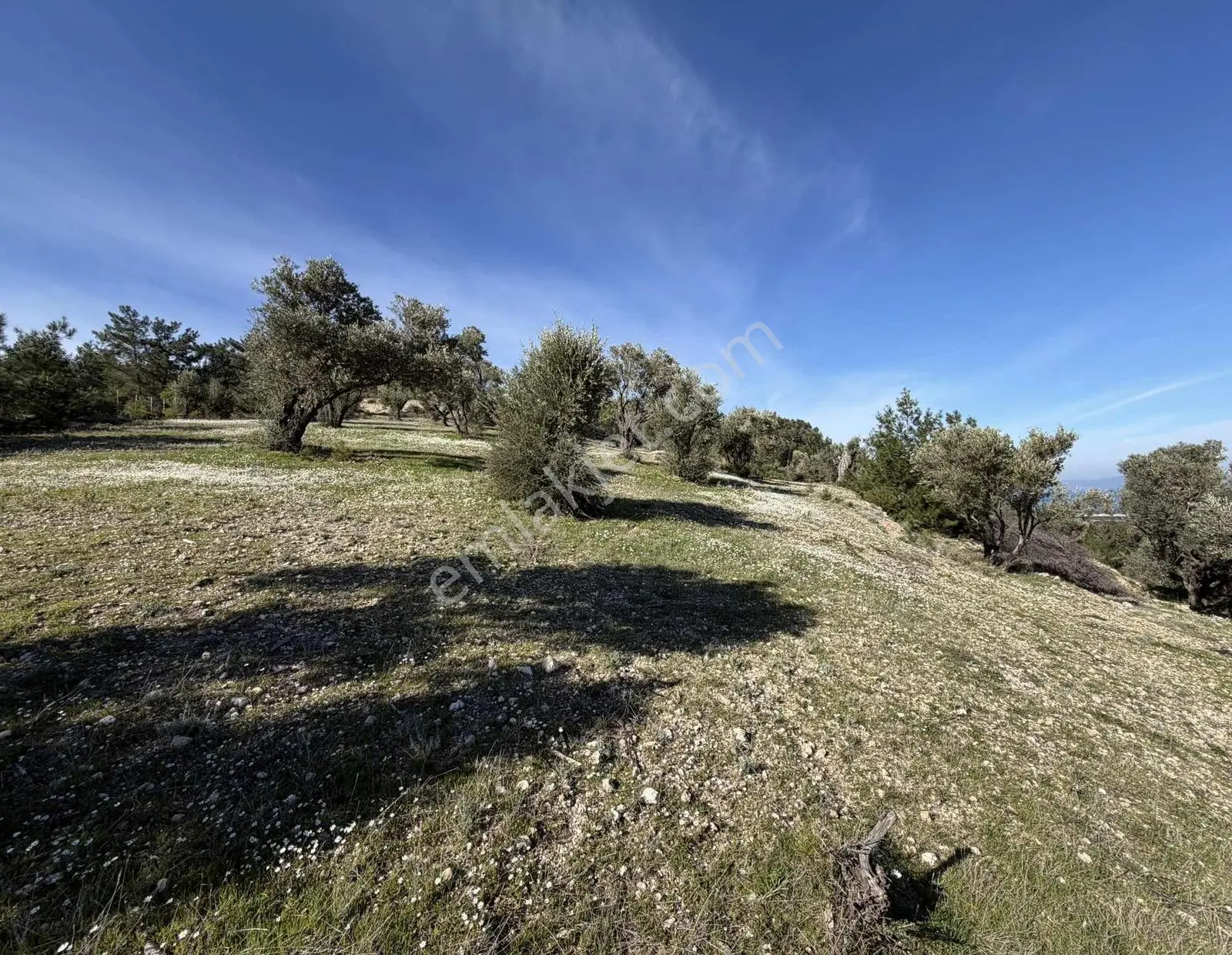 Mordoğan'da Deniz Manzaralı 7.866 M2 Zeytinlik — fotoğraf 28