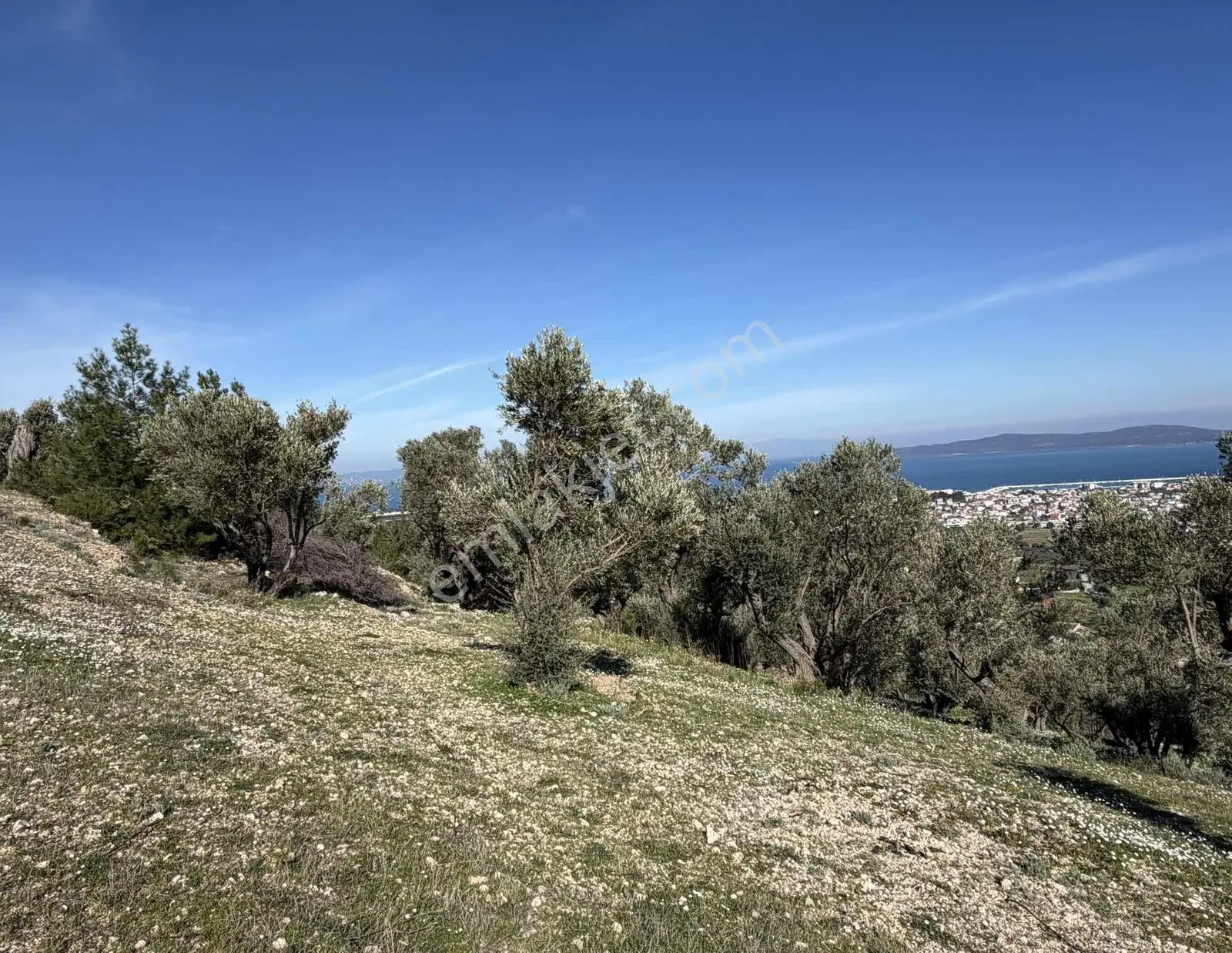 Mordoğan'da Deniz Manzaralı 7.866 M2 Zeytinlik — fotoğraf 29