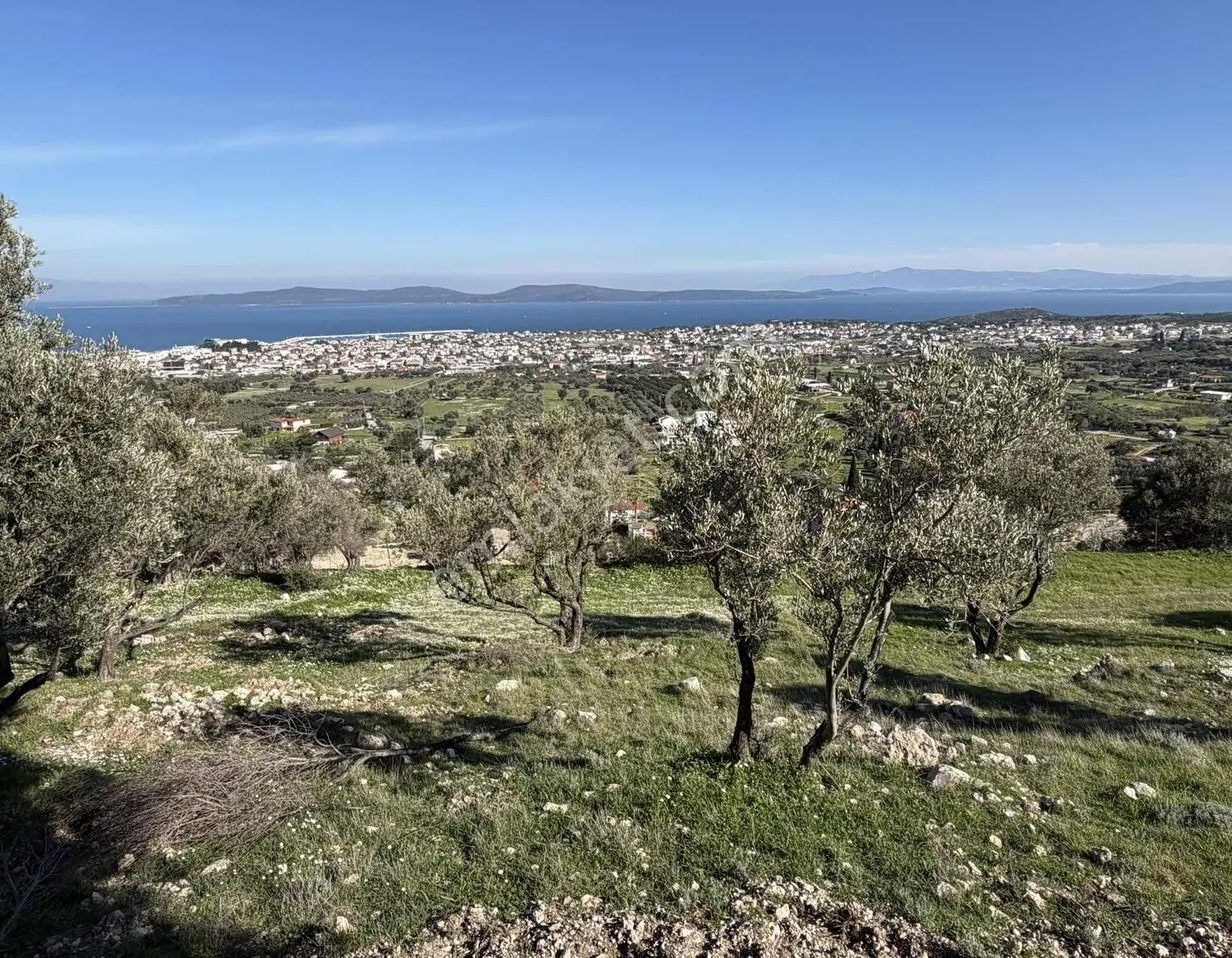 Mordoğan'da Deniz Manzaralı 7.866 M2 Zeytinlik — fotoğraf 30
