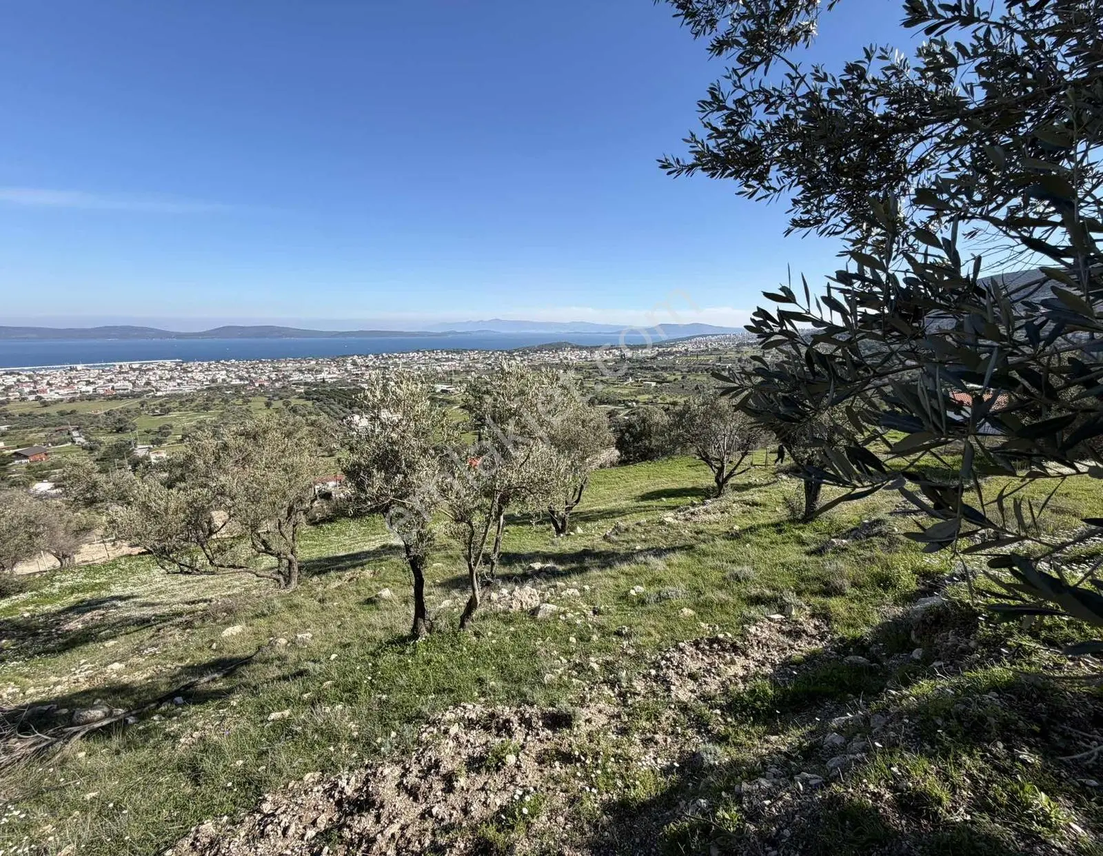 Mordoğan'da Deniz Manzaralı 7.866 M2 Zeytinlik — fotoğraf 31