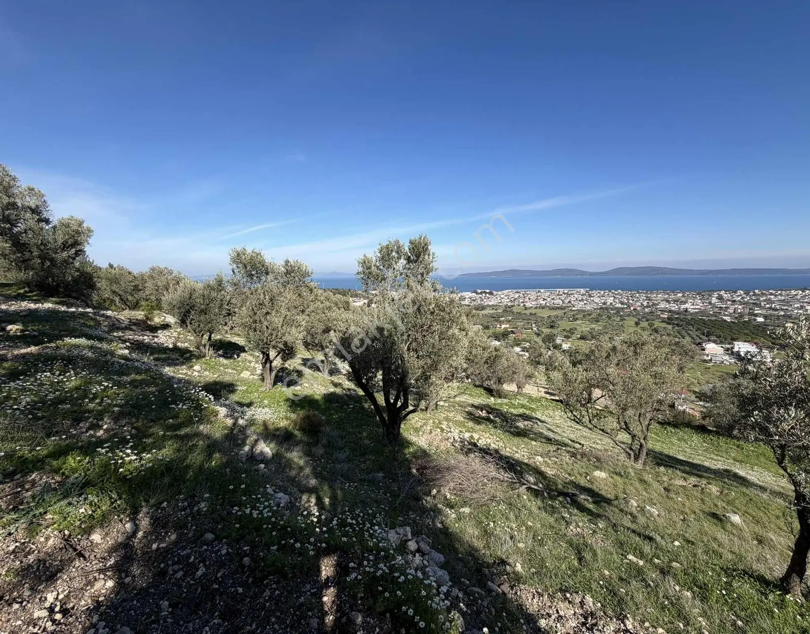 Mordoğan'da Deniz Manzaralı 7.866 M2 Zeytinlik — fotoğraf 32