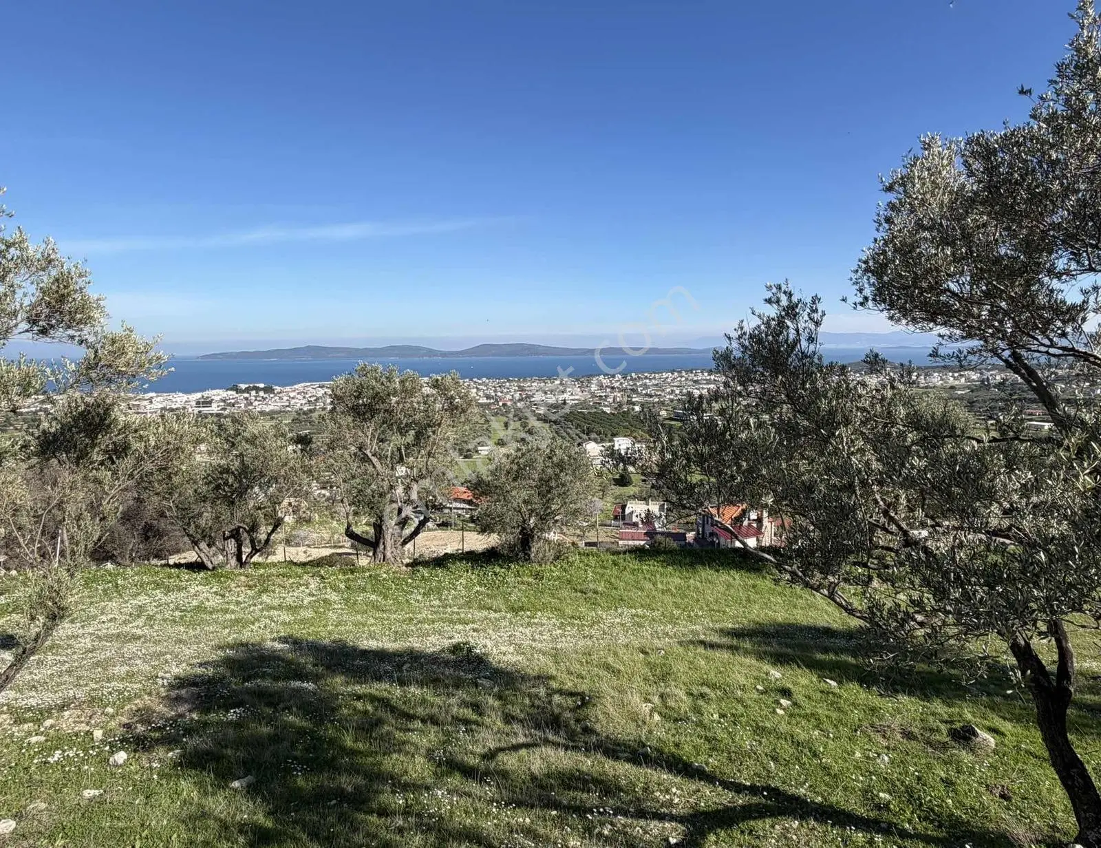 Mordoğan'da Deniz Manzaralı 7.866 M2 Zeytinlik — fotoğraf 33