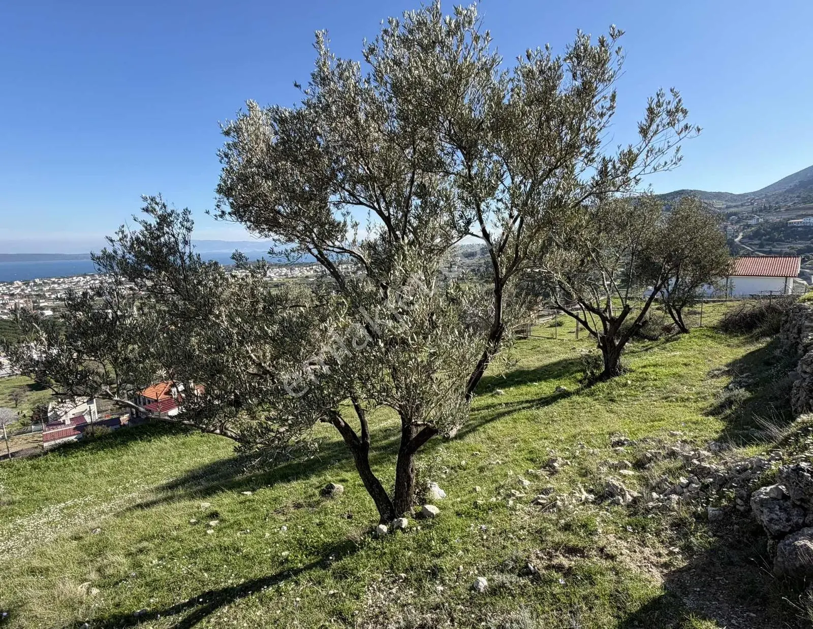 Mordoğan'da Deniz Manzaralı 7.866 M2 Zeytinlik — fotoğraf 34