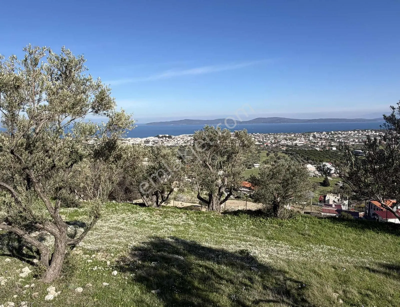 Mordoğan'da Deniz Manzaralı 7.866 M2 Zeytinlik — fotoğraf 35