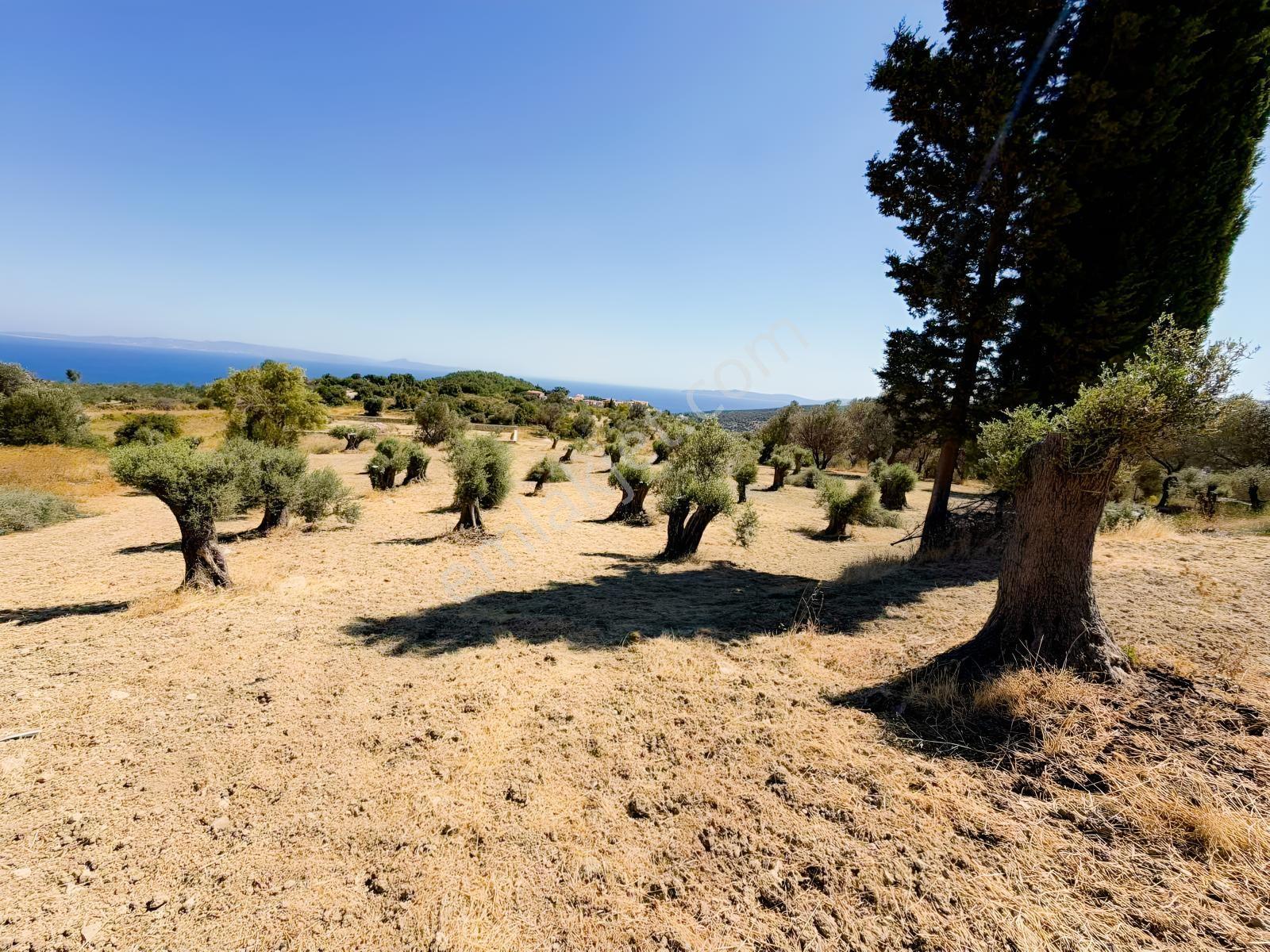 İnecik Köyünde Deniz Manzaralı Tarla — fotoğraf 4