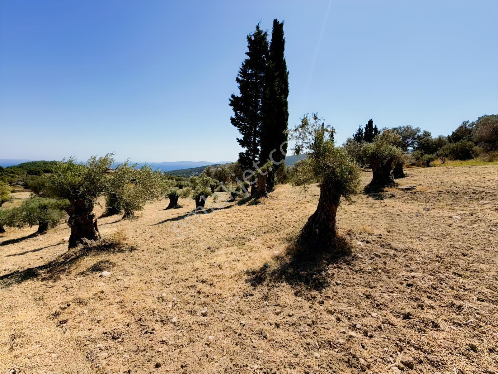 İnecik Köyünde Deniz Manzaralı Tarla — fotoğraf 8