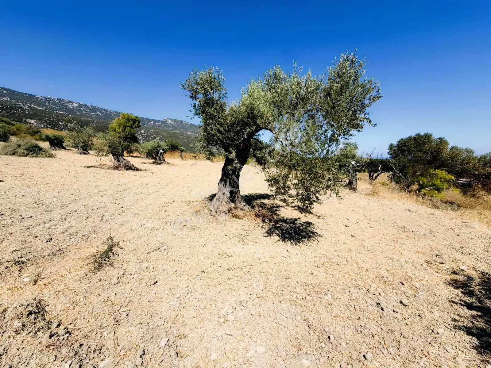İnecik Köyünde Deniz Manzaralı Tarla — fotoğraf 13