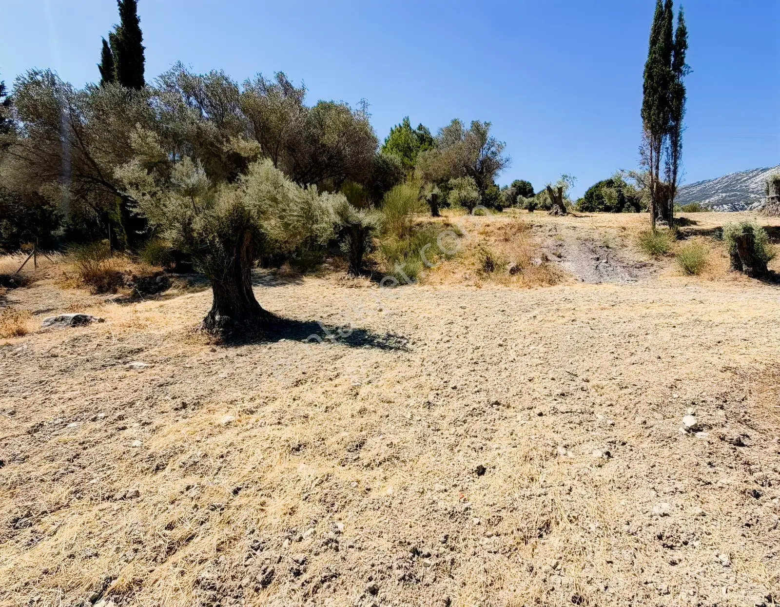 İnecik Köyünde Deniz Manzaralı Tarla — fotoğraf 20