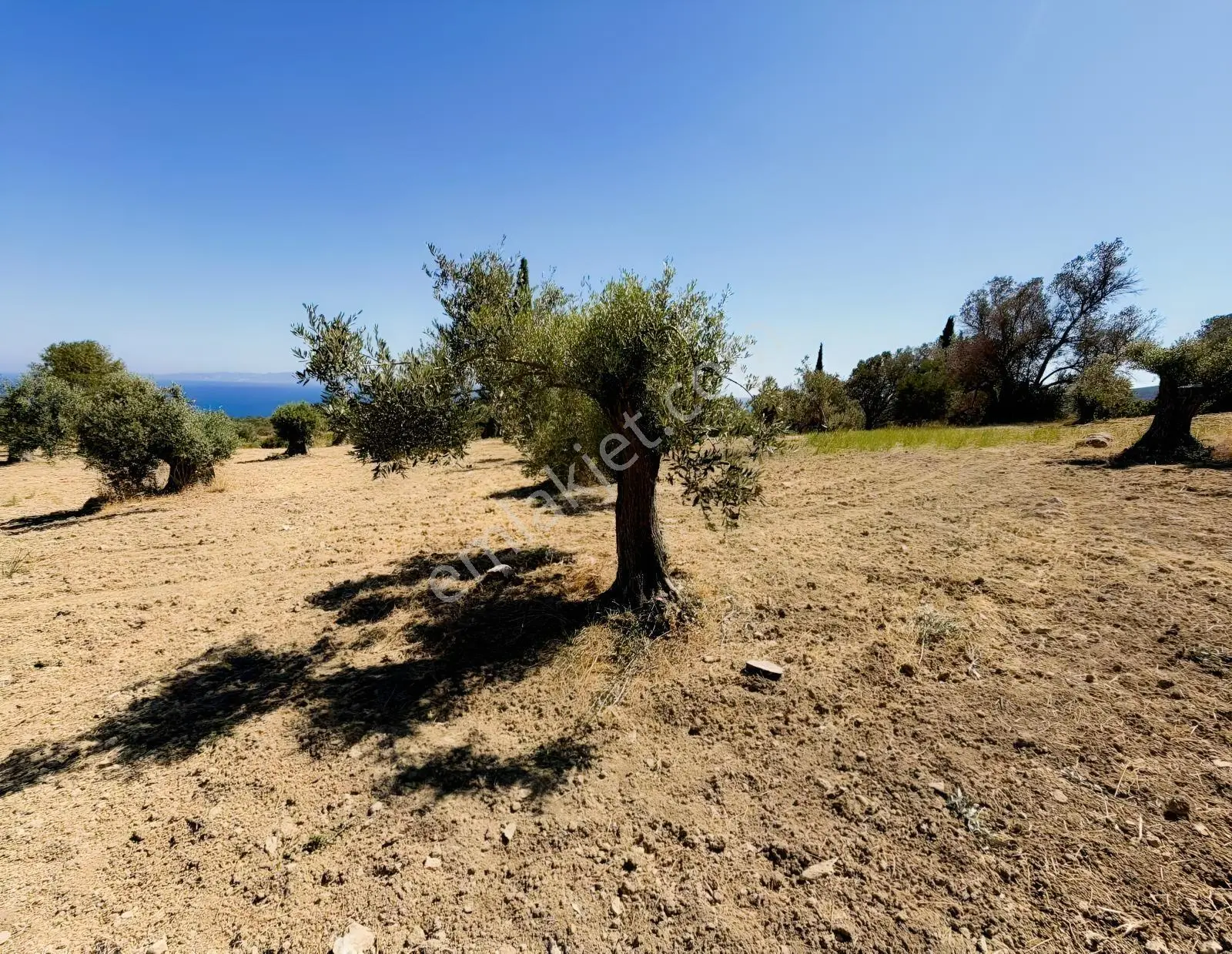 İnecik Köyünde Deniz Manzaralı Tarla — fotoğraf 30