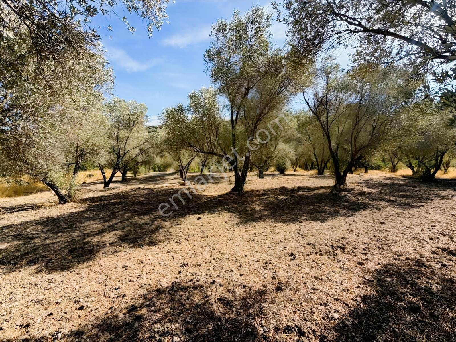 Kösedere Köyünde 3 Dönüm Zeytinlik — fotoğraf 2