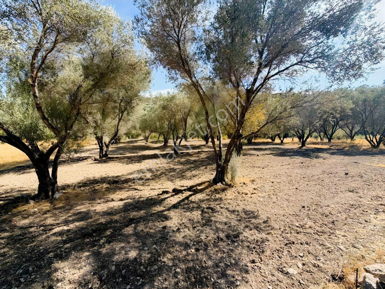 Kösedere Köyünde 3 Dönüm Zeytinlik — fotoğraf 4