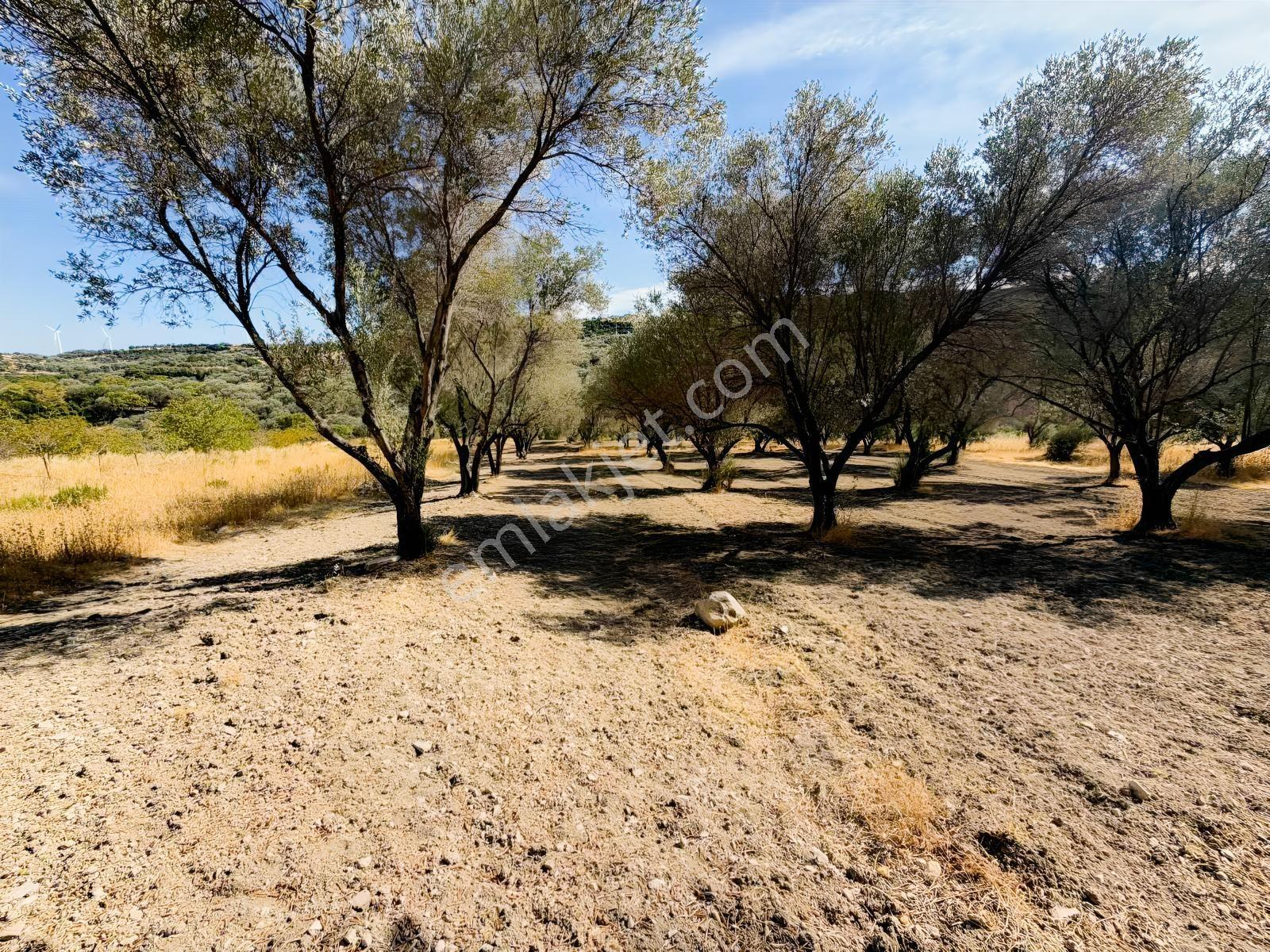 Kösedere Köyünde 3 Dönüm Zeytinlik — fotoğraf 5