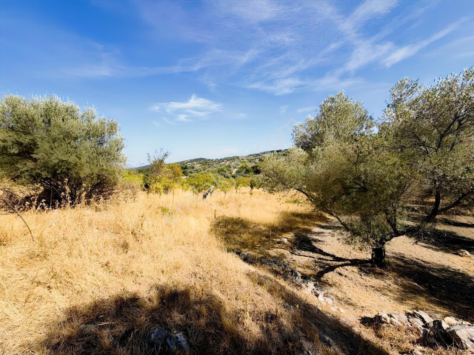 Kösedere Köyünde 3 Dönüm Zeytinlik — fotoğraf 6