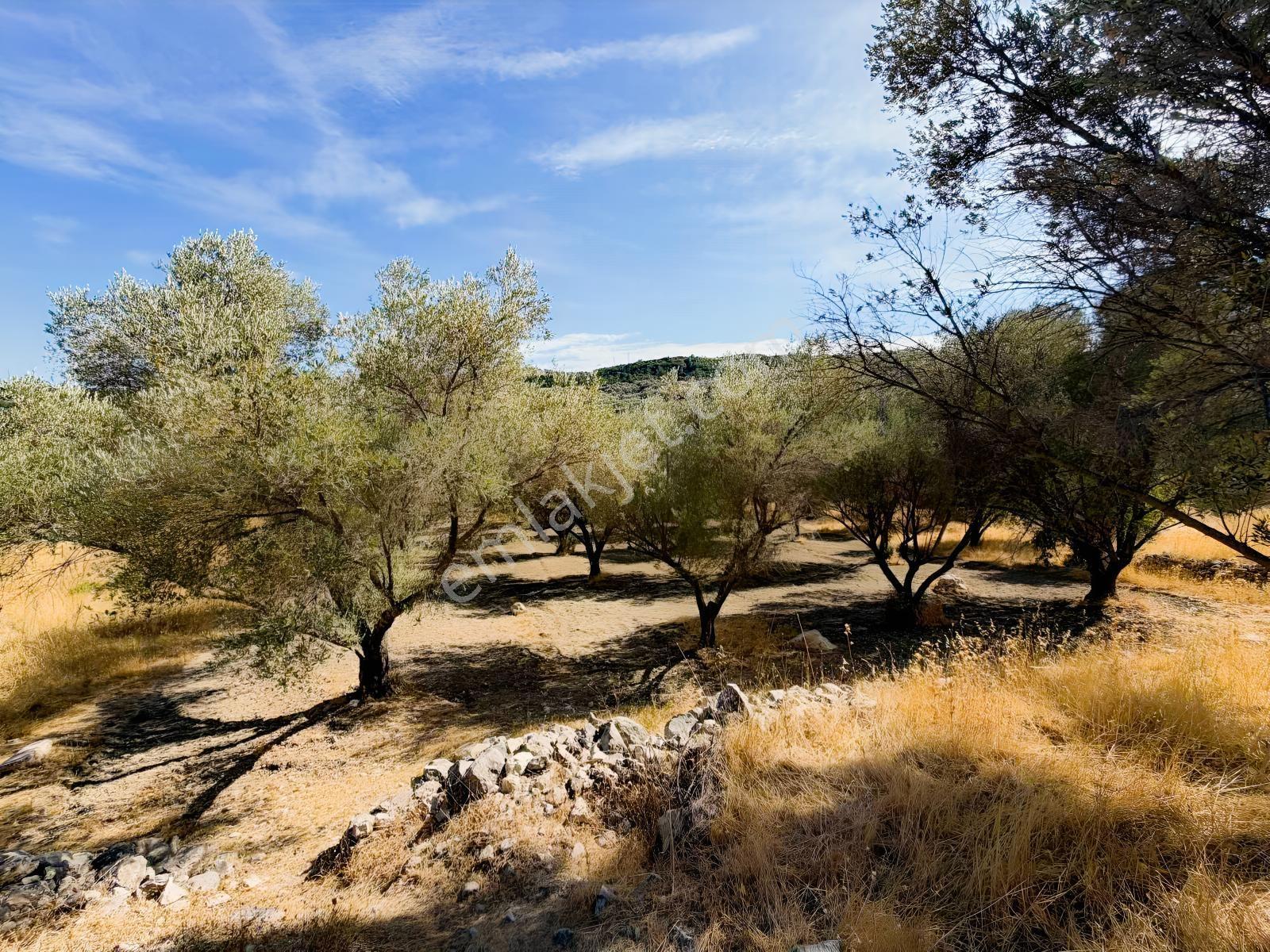 Kösedere Köyünde 3 Dönüm Zeytinlik — fotoğraf 7