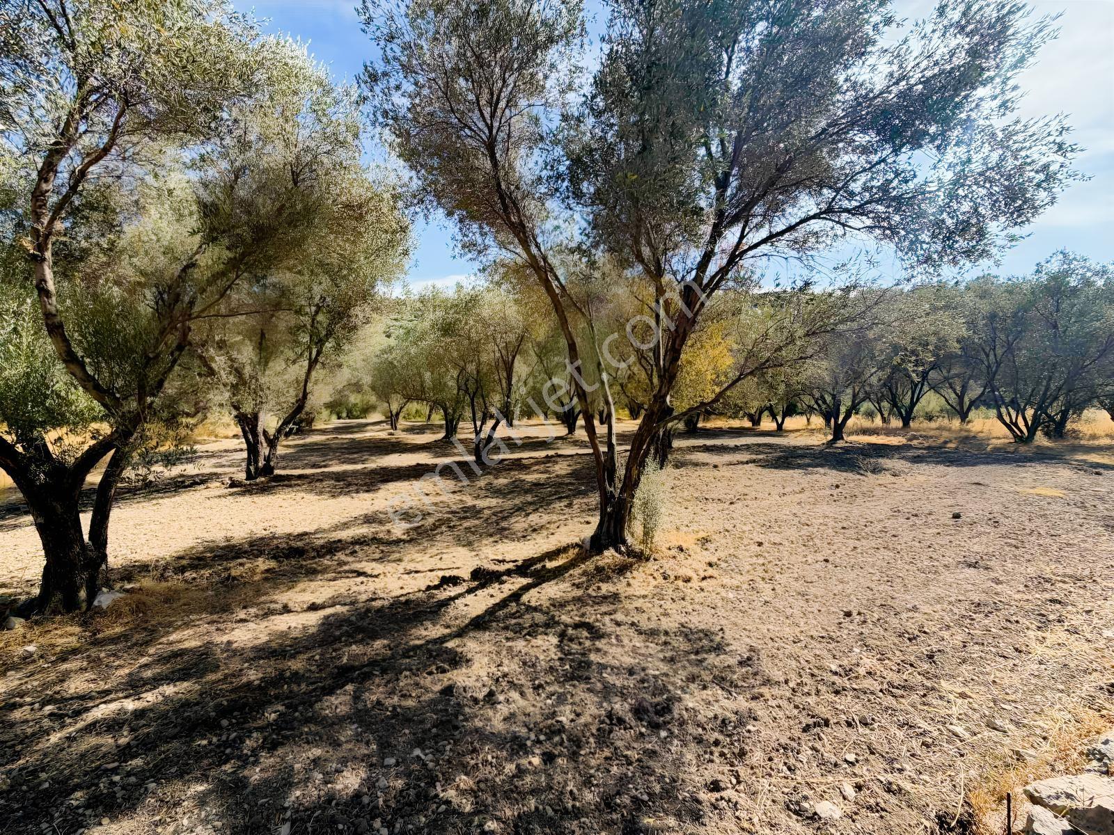 Kösedere Köyünde 3 Dönüm Zeytinlik — fotoğraf 8