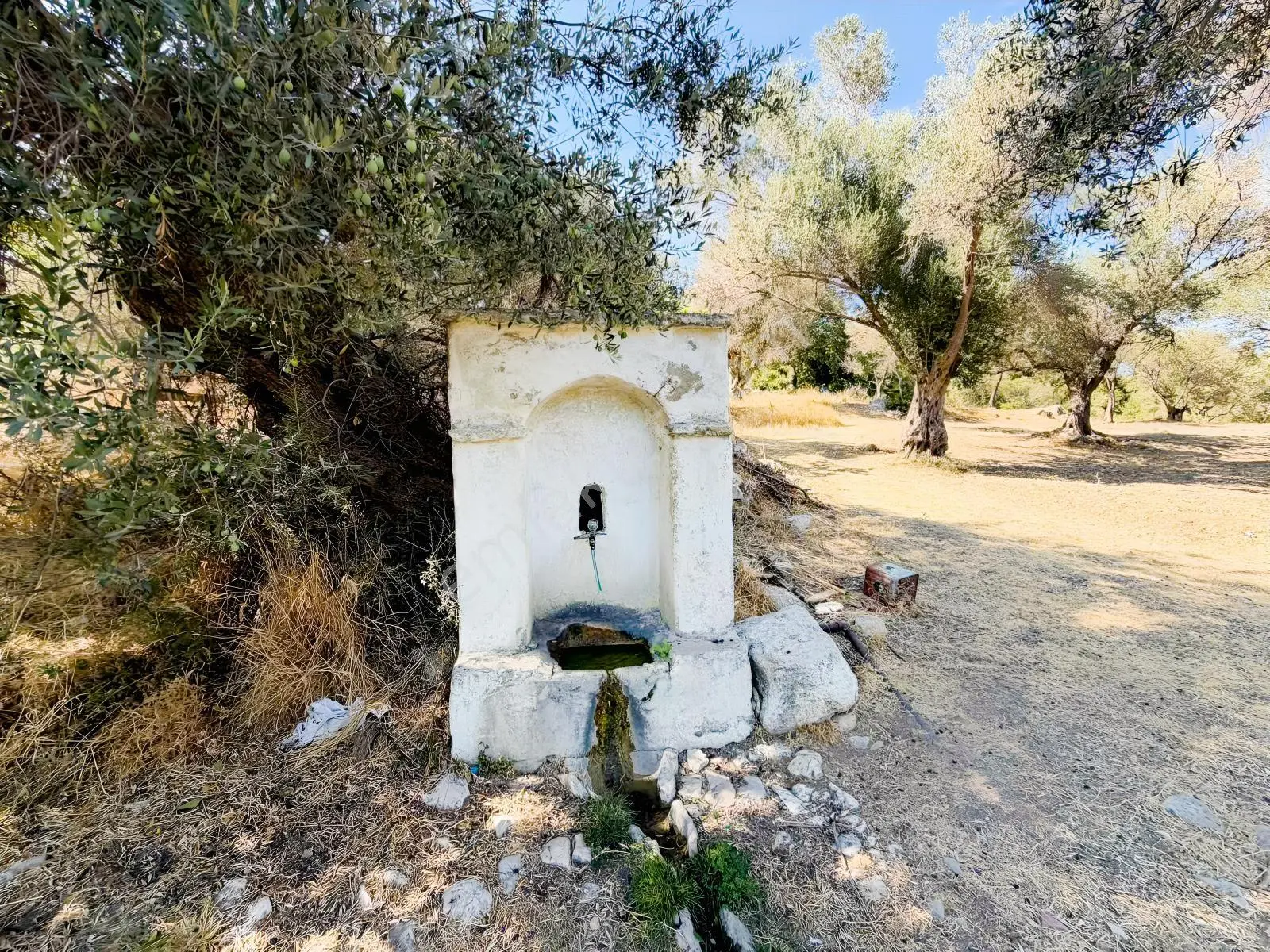 Kösedere Köyünde 3 Dönüm Zeytinlik — fotoğraf 9