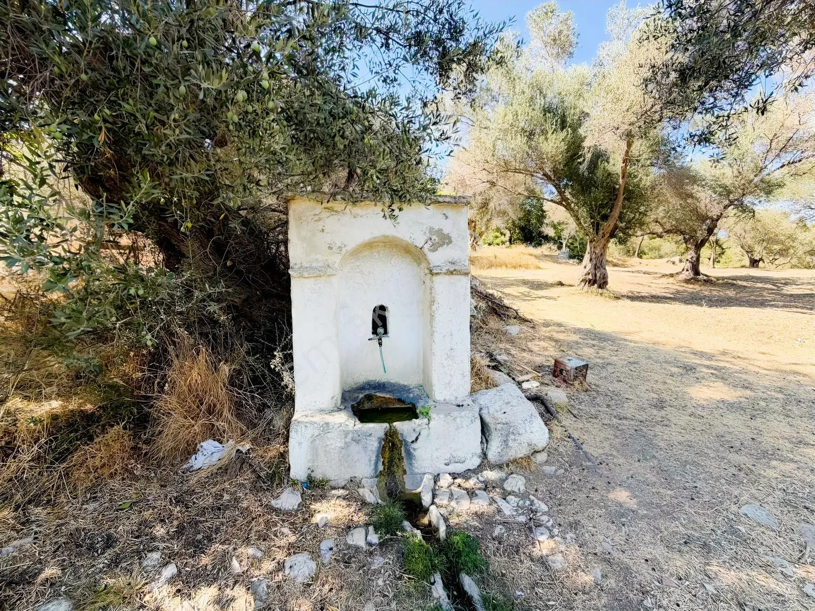 Kösedere Köyünde 3 Dönüm Zeytinlik — fotoğraf 10