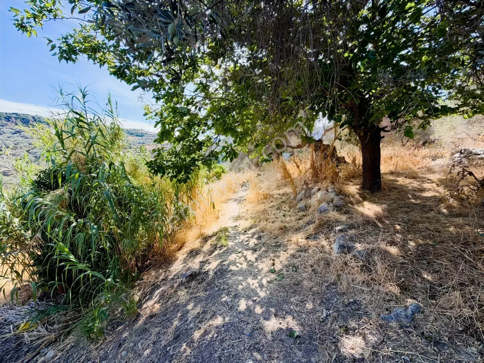 Kösedere Köyünde 3 Dönüm Zeytinlik — fotoğraf 12