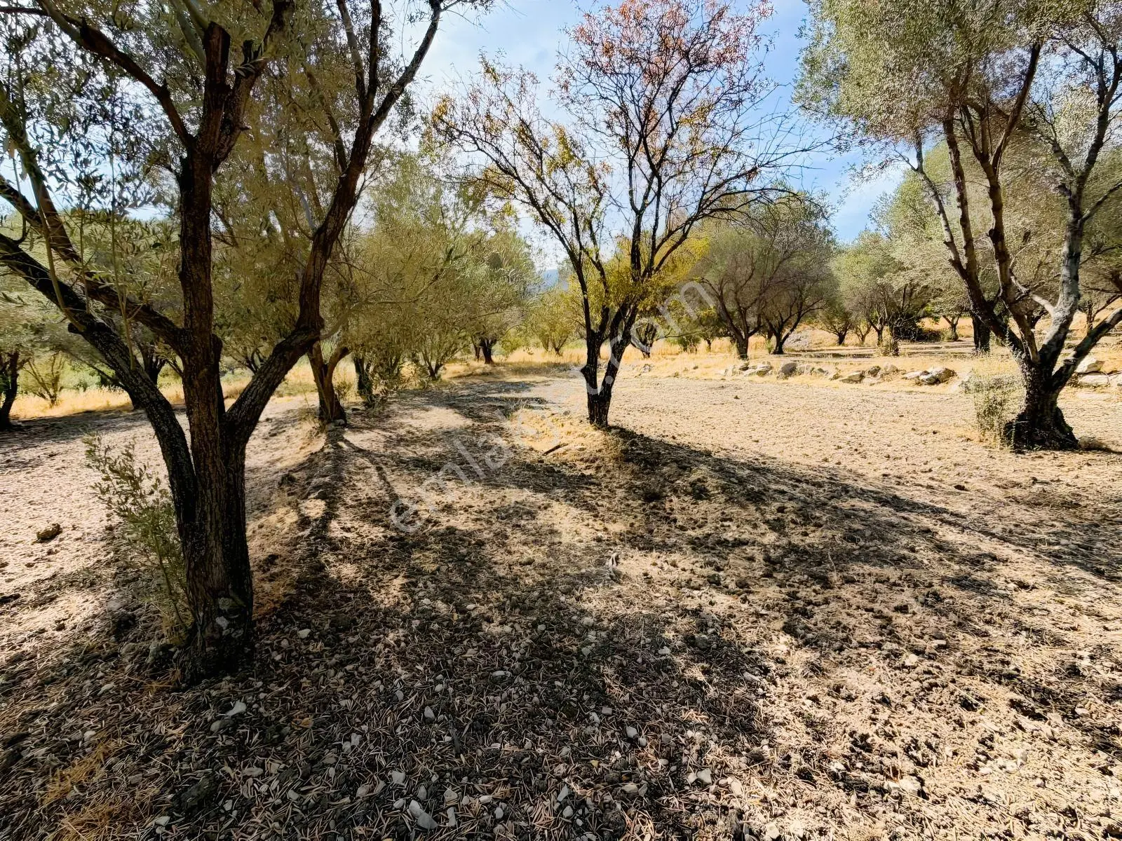 Kösedere Köyünde 3 Dönüm Zeytinlik — fotoğraf 13