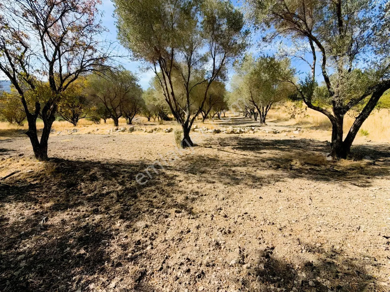 Kösedere Köyünde 3 Dönüm Zeytinlik — fotoğraf 14