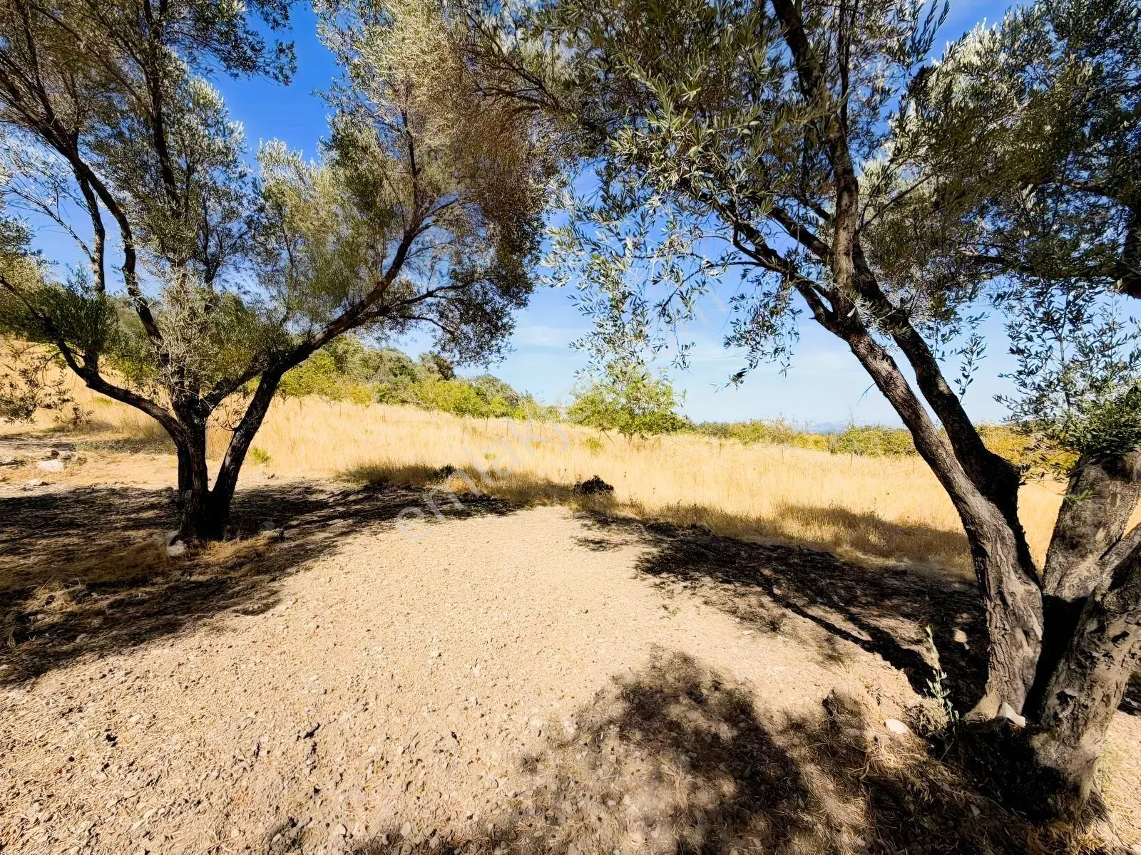 Kösedere Köyünde 3 Dönüm Zeytinlik — fotoğraf 15