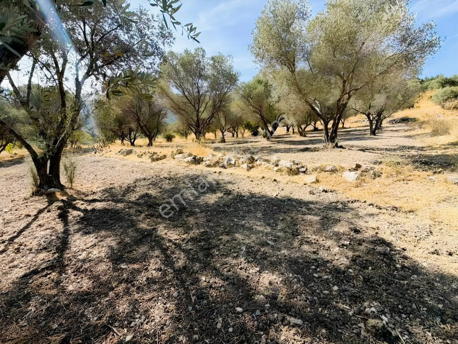 Kösedere Köyünde 3 Dönüm Zeytinlik — fotoğraf 16