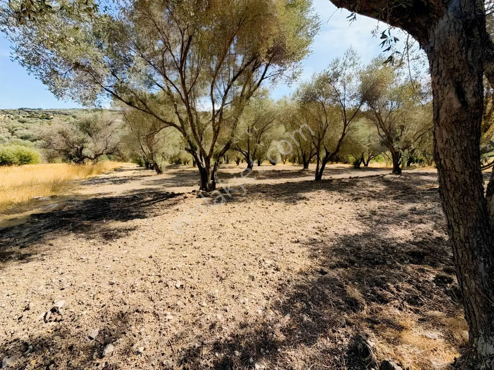 Kösedere Köyünde 3 Dönüm Zeytinlik — fotoğraf 17