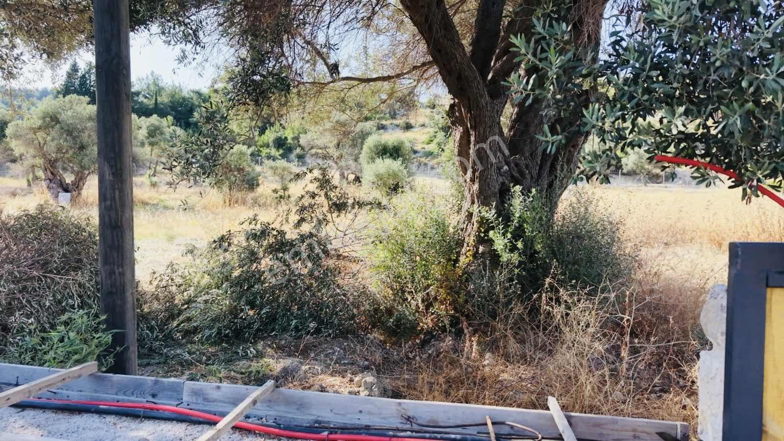 Startkey Ada Gayrimenkul'den Ardıç Koyuna Yakın Tarla — fotoğraf 35