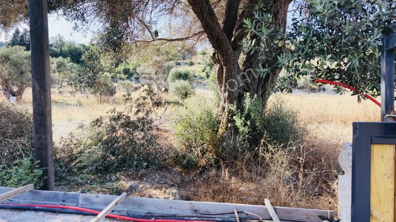 Startkey Ada Gayrimenkul'den Ardıç Koyuna Yakın Tarla — fotoğraf 36