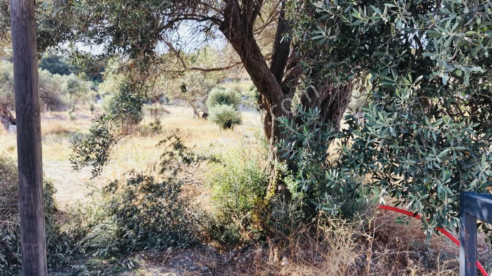 Startkey Ada Gayrimenkul'den Ardıç Koyuna Yakın Tarla — fotoğraf 37