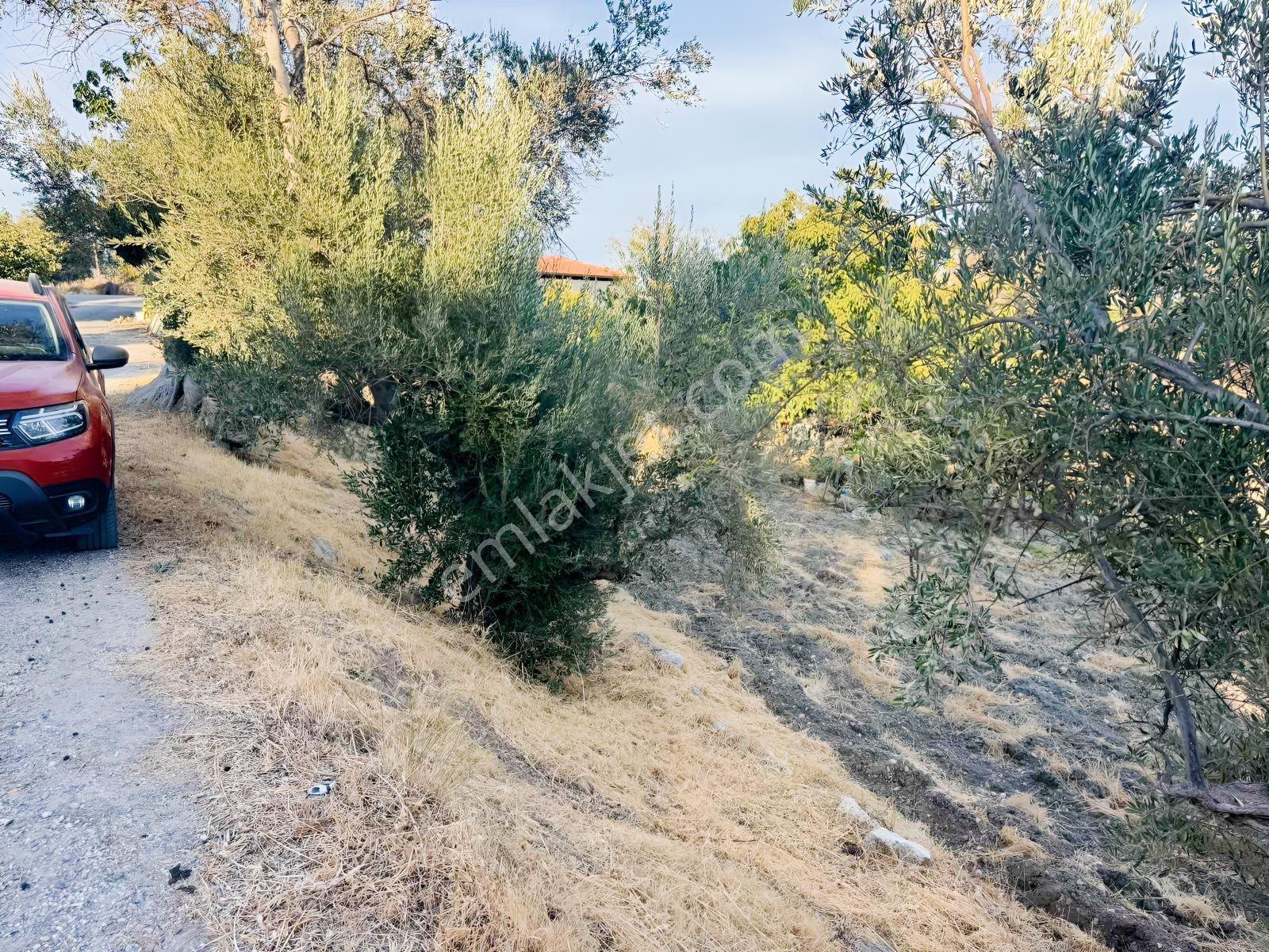 Kösedere Köyünde 566 M2 Tarla — fotoğraf 2