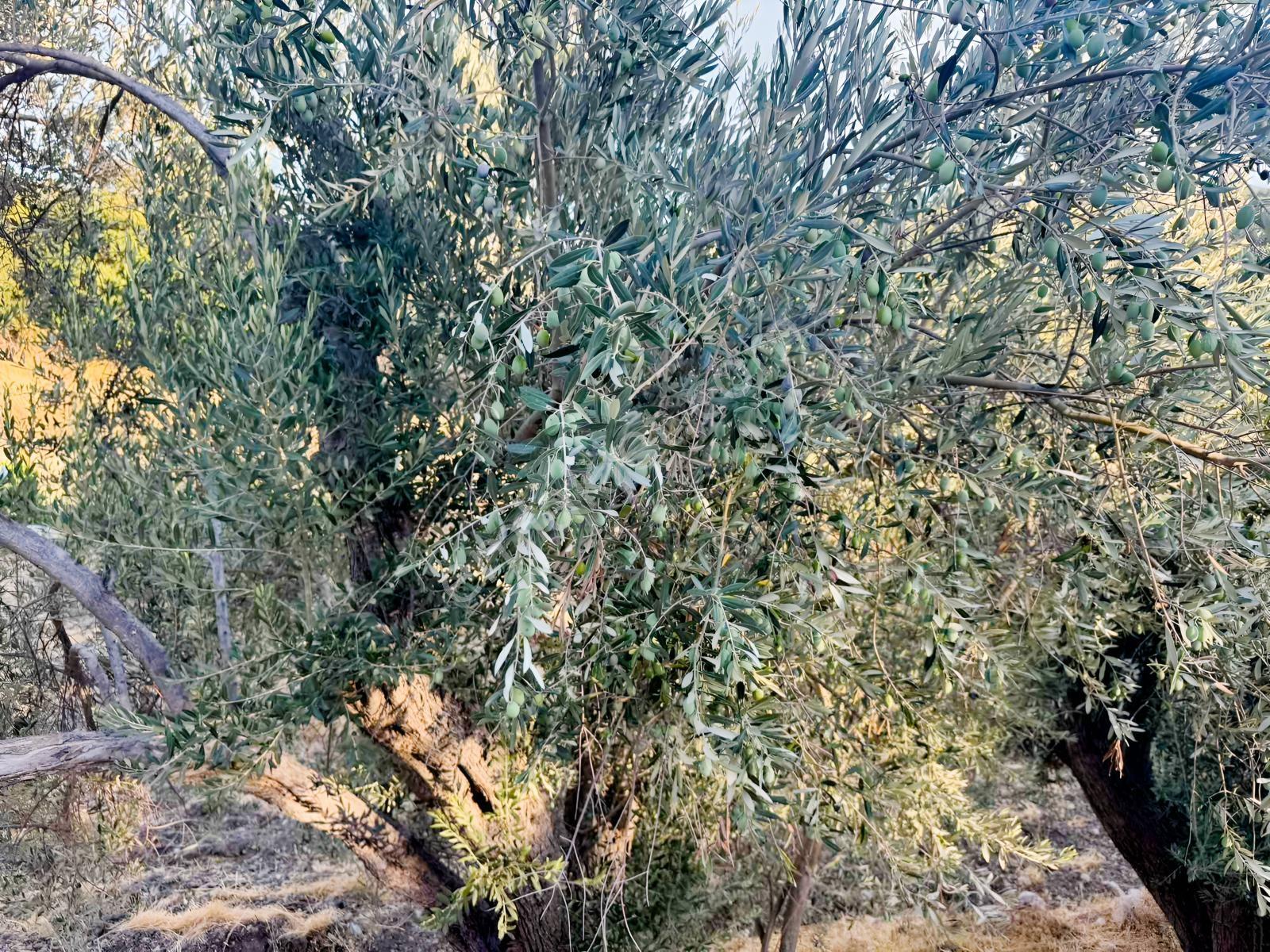 Kösedere Köyünde 566 M2 Tarla — fotoğraf 3