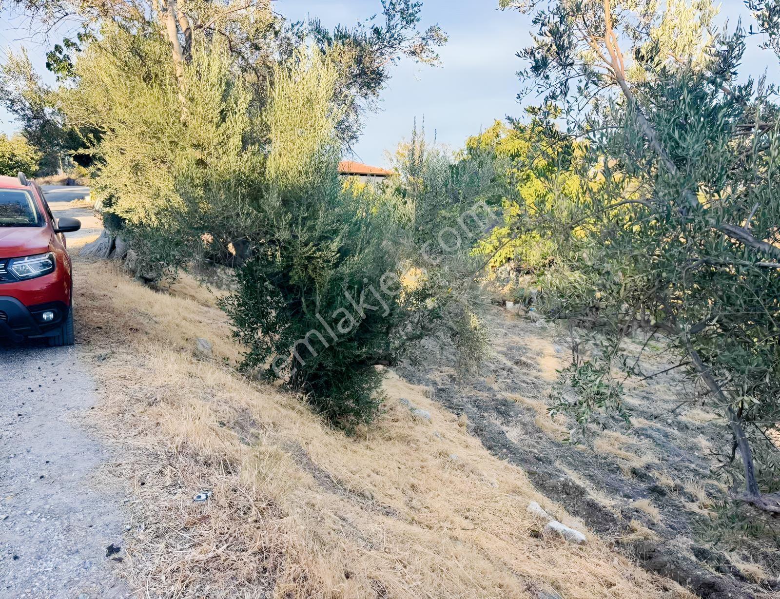 Kösedere Köyünde 566 M2 Tarla — fotoğraf 5