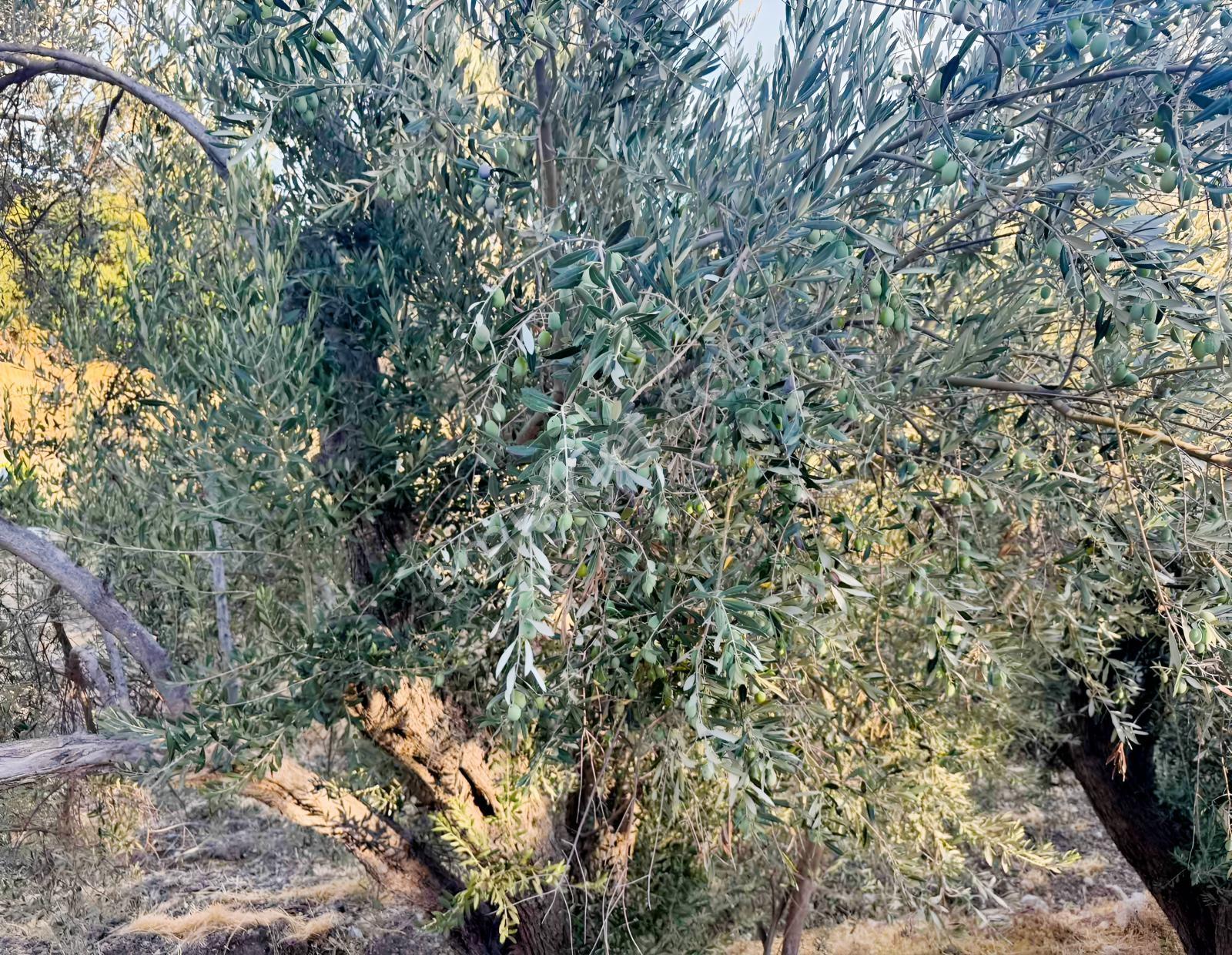 Kösedere Köyünde 566 M2 Tarla — fotoğraf 6