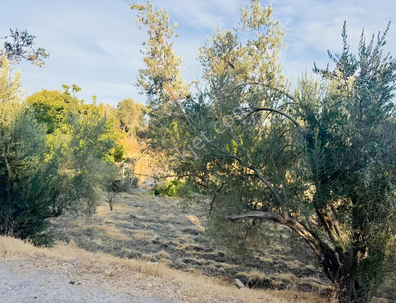 Kösedere Köyünde 566 M2 Tarla — fotoğraf 7