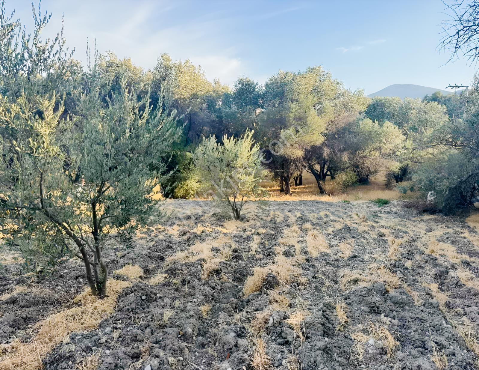 Kösedere Köyünde 566 M2 Tarla — fotoğraf 8