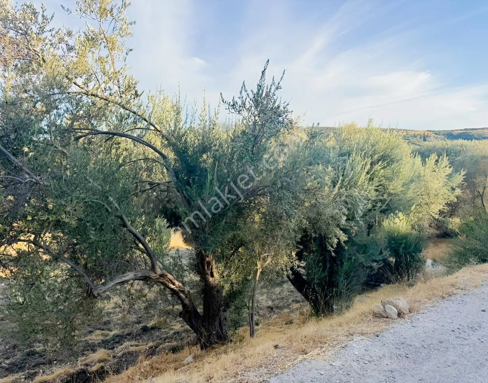 Kösedere Köyünde 566 M2 Tarla — fotoğraf 10